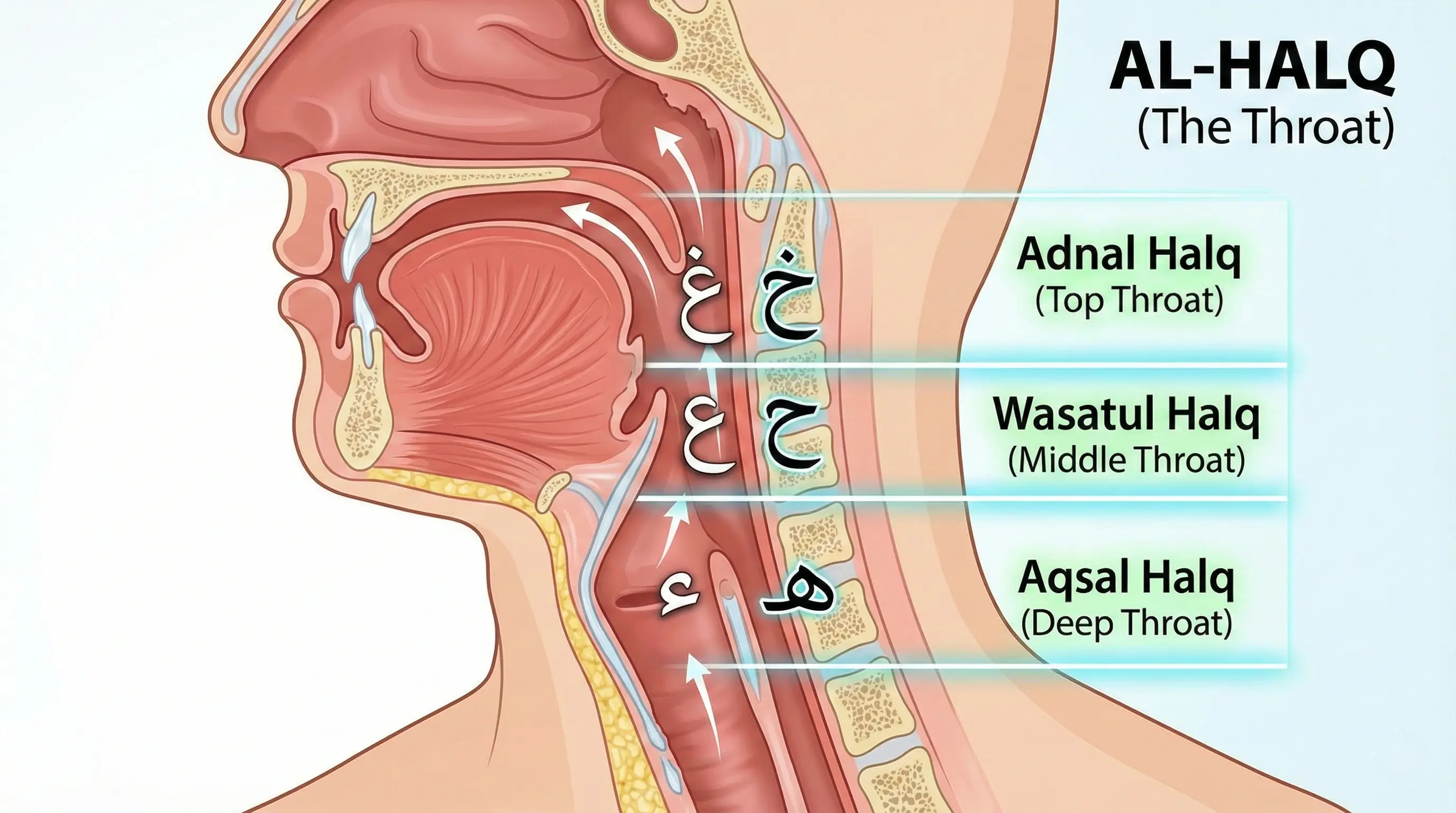 Throat Letters Diagram