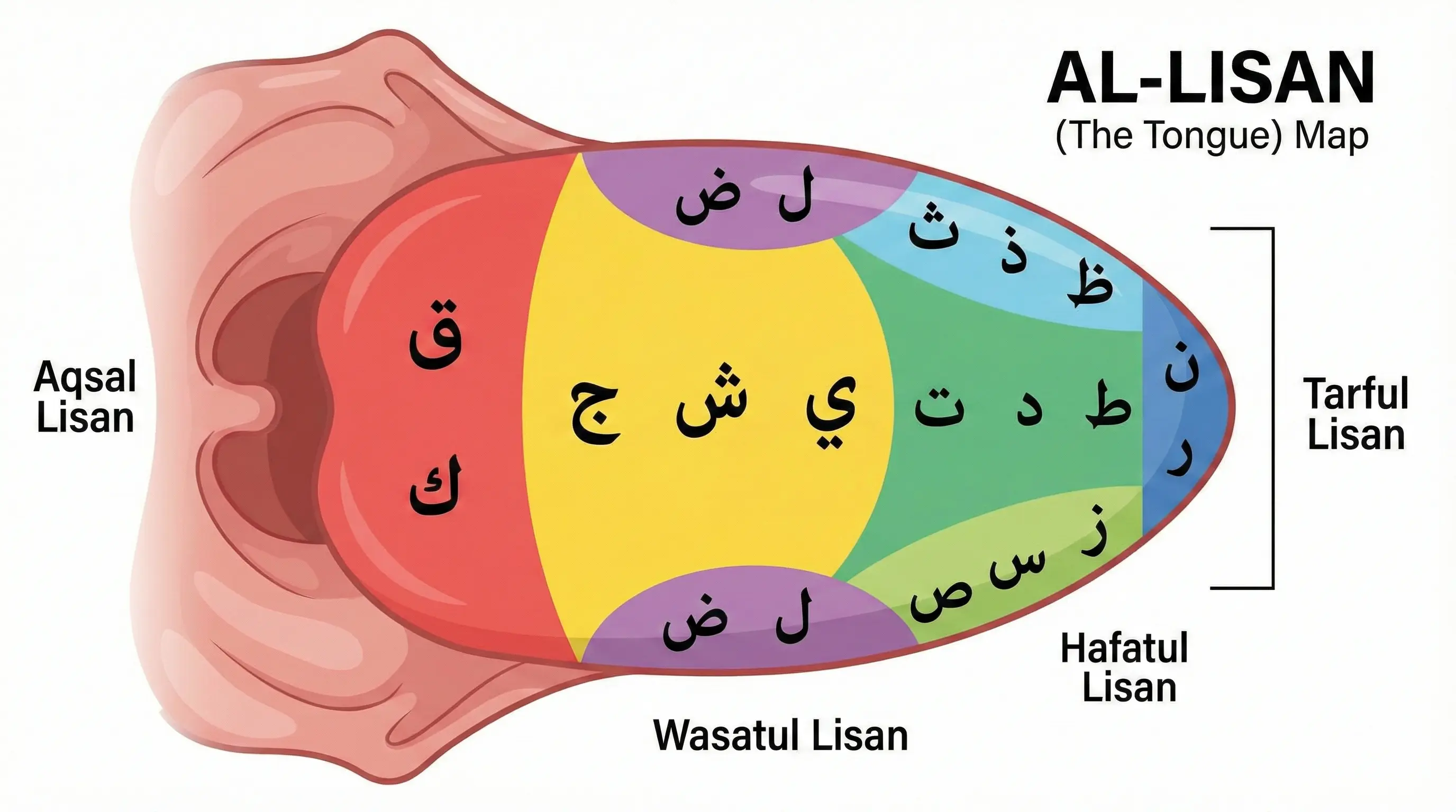 Tongue Map Tajweed