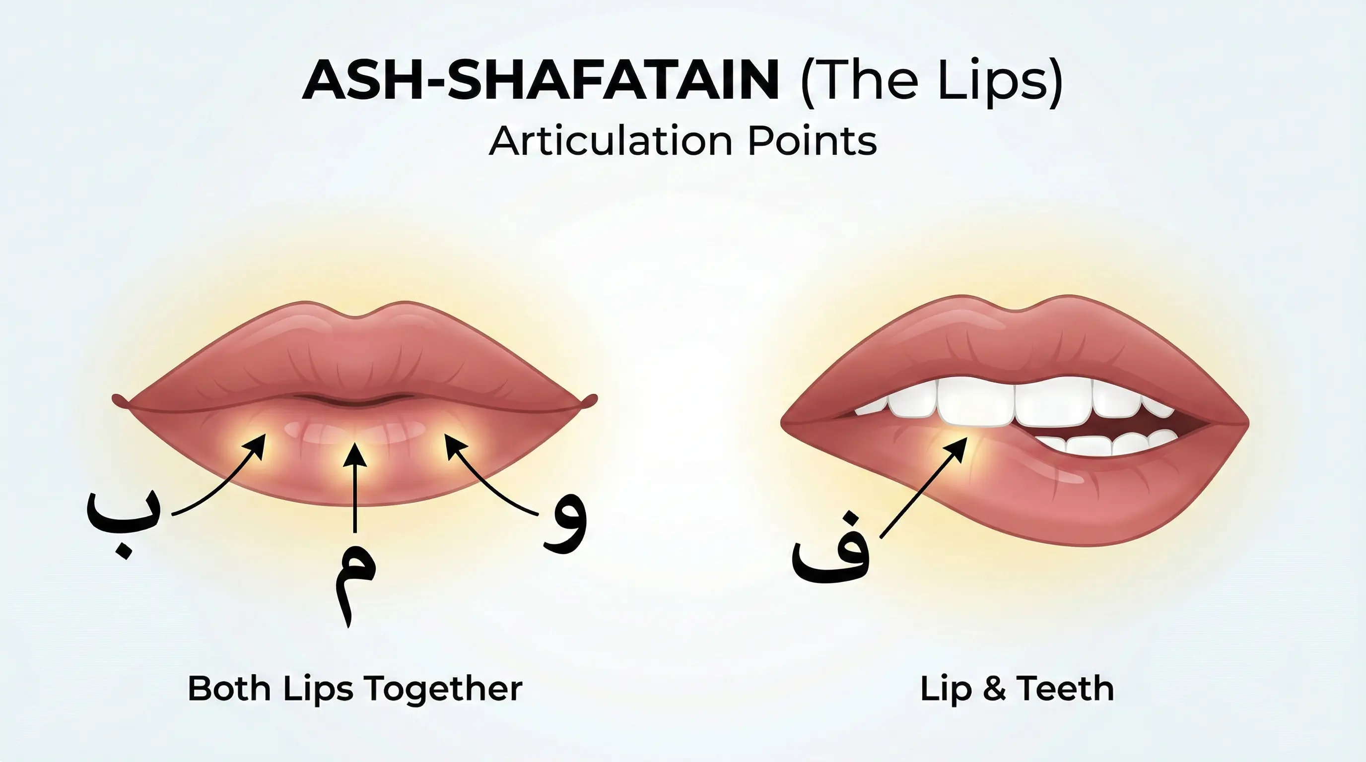 Lips Articulation Diagram