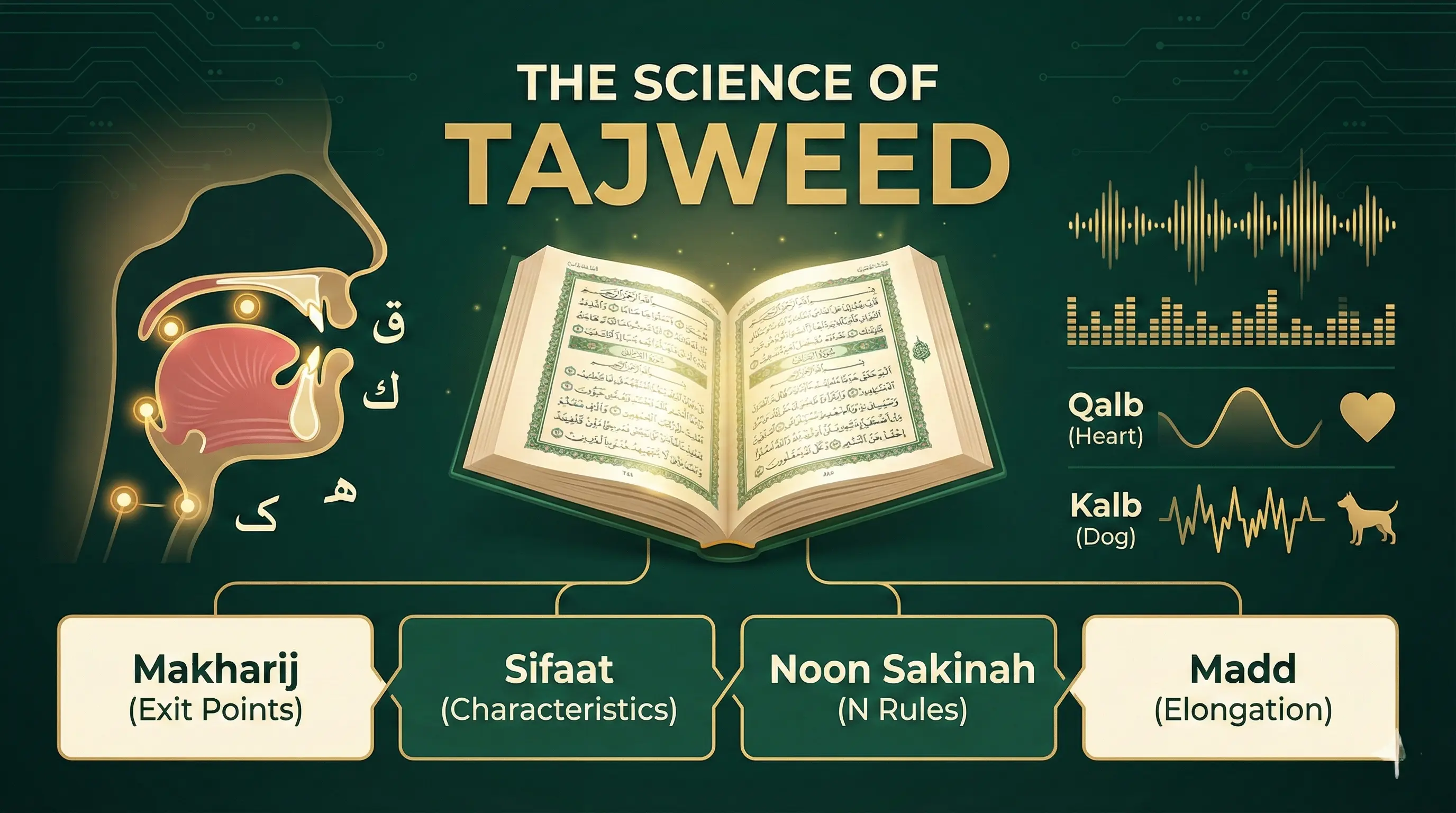 Tajweed Quran Science
